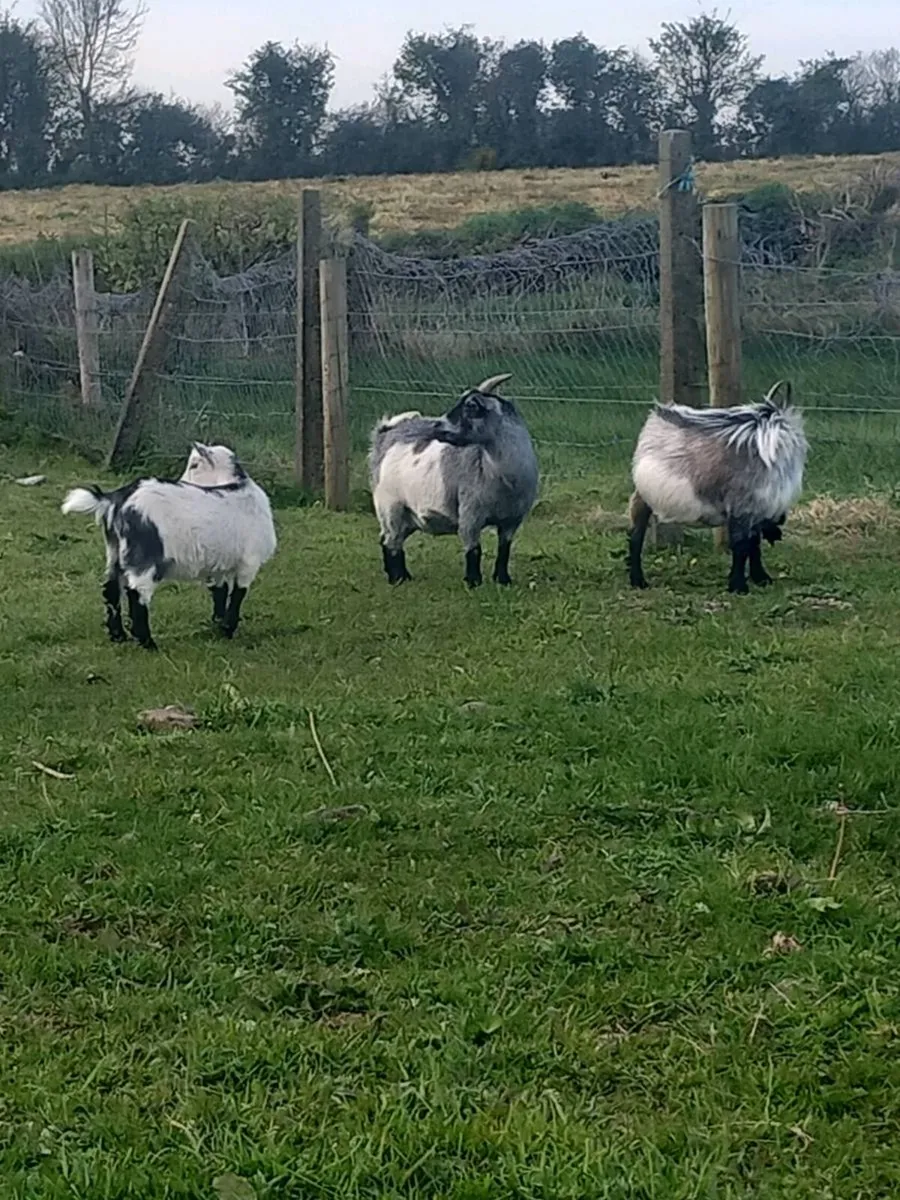 Female pygmy goat kid - Image 3