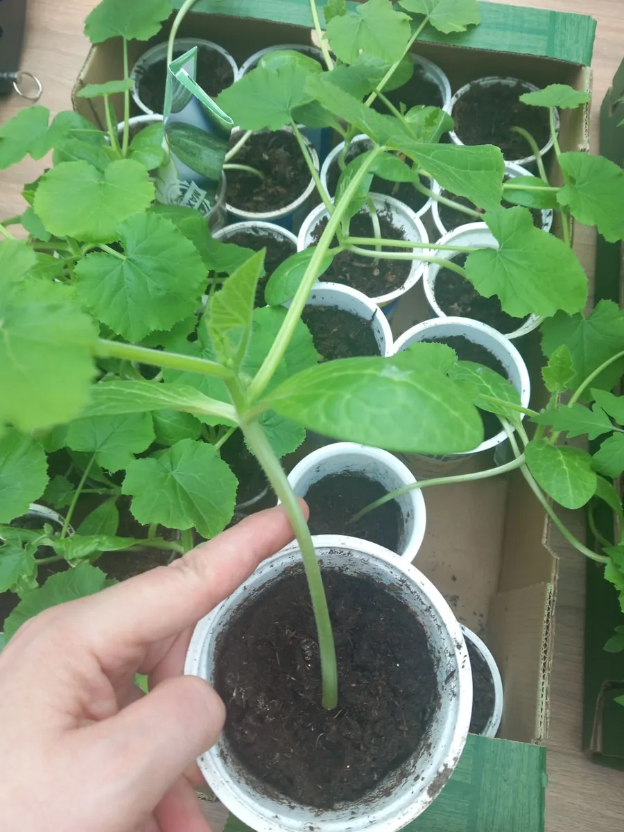 Tomatoe Courgette strawberry plants - Image 2