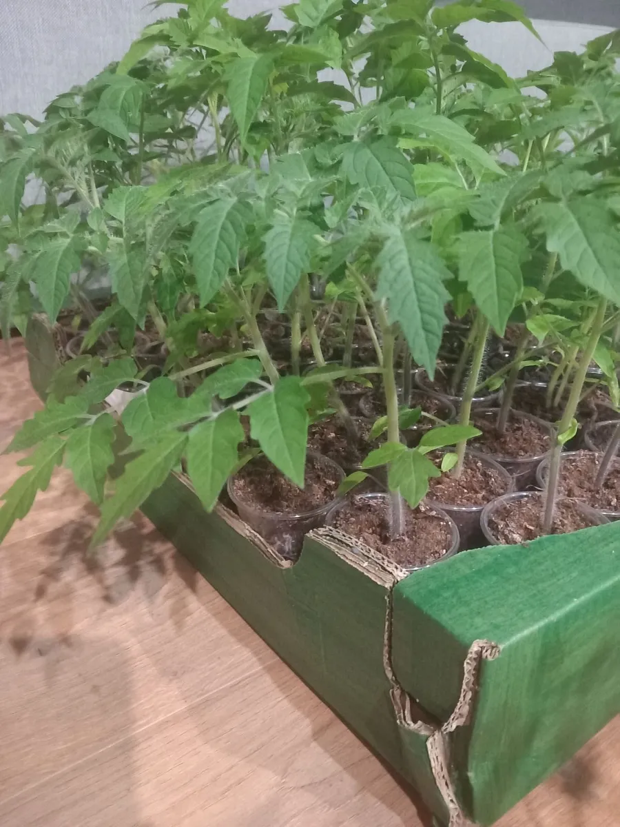 Tomatoe Courgette strawberry plants - Image 3