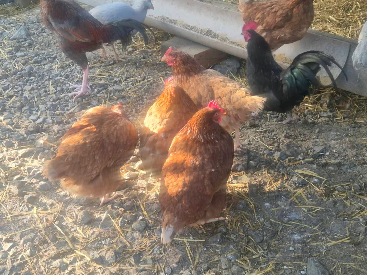 Pb hens and ducks - Image 2