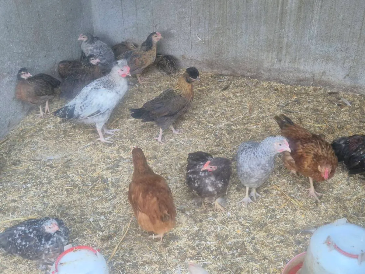 Pb hens and ducks - Image 3