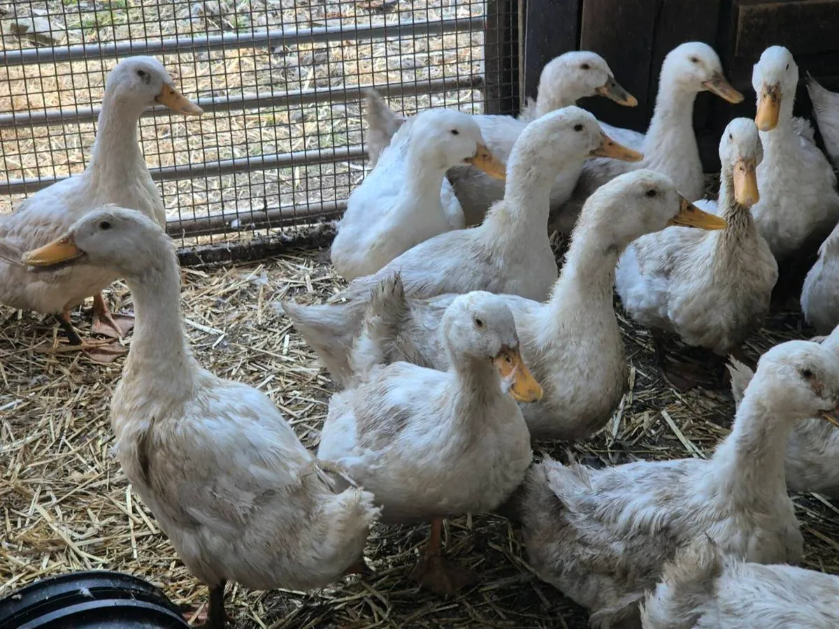 Pb hens and ducks - Image 1