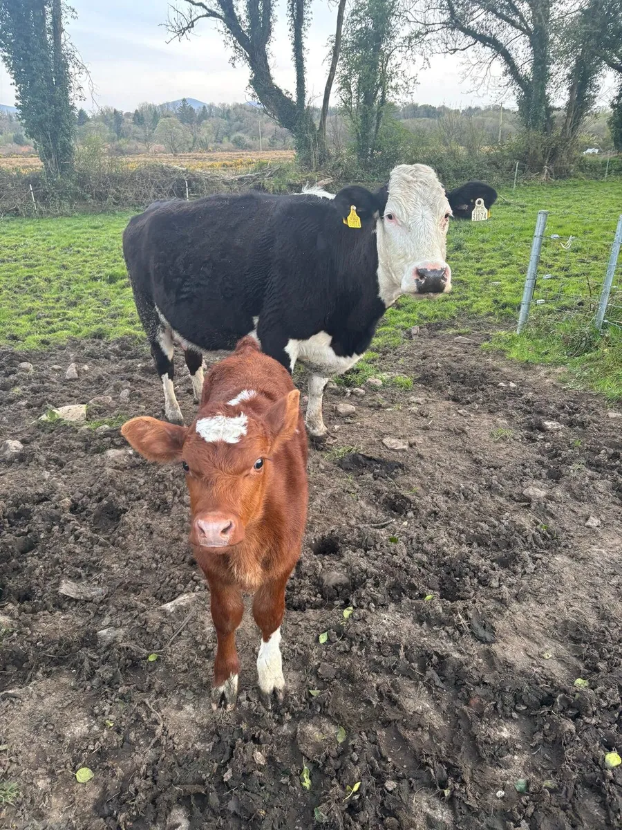 Whitehead cow shorthorn bull calf - Image 1