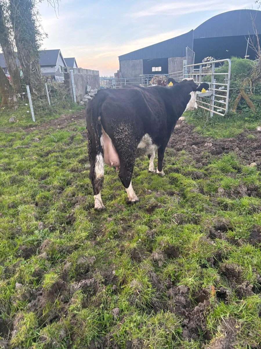 Whitehead cow shorthorn bull calf - Image 4