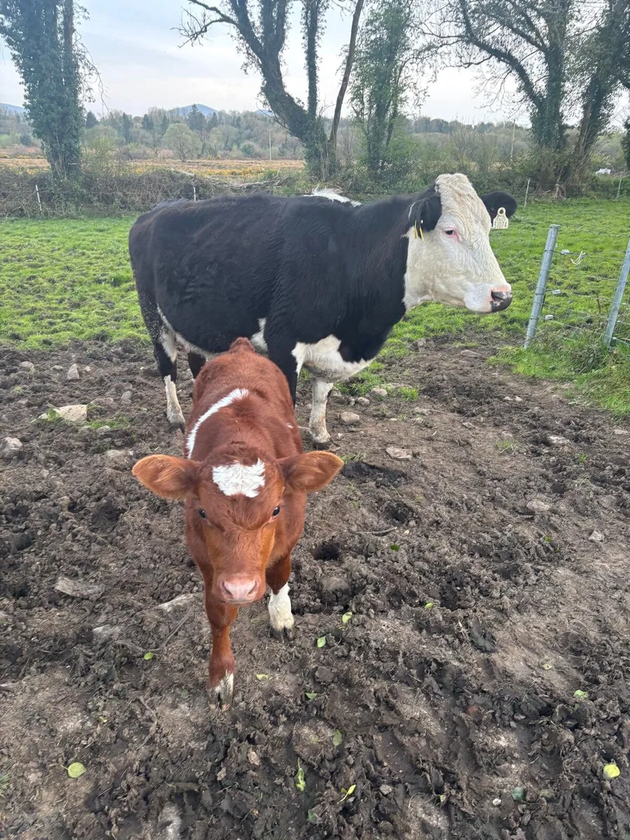 Whitehead cow shorthorn bull calf - Image 3