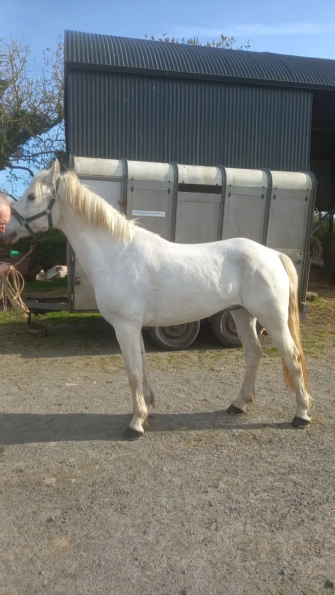 148 Grey Pony - Image 1