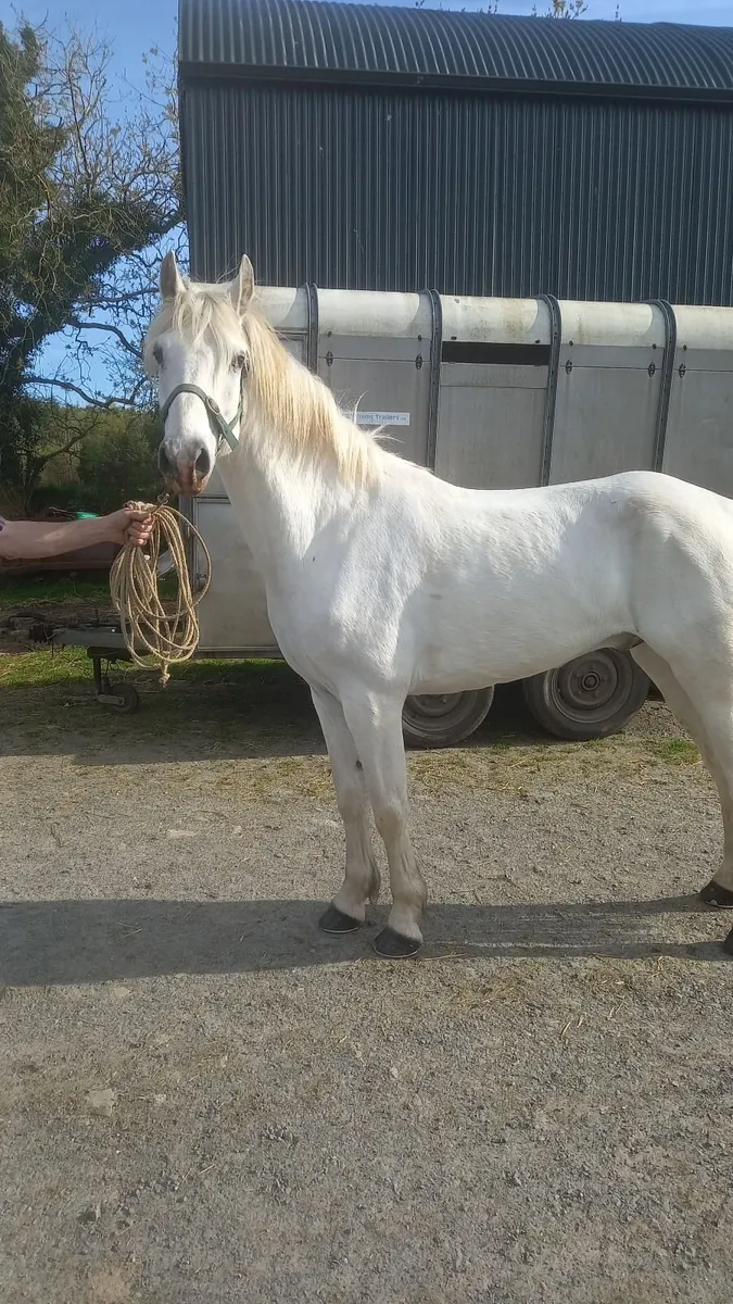 148 Grey Pony - Image 2