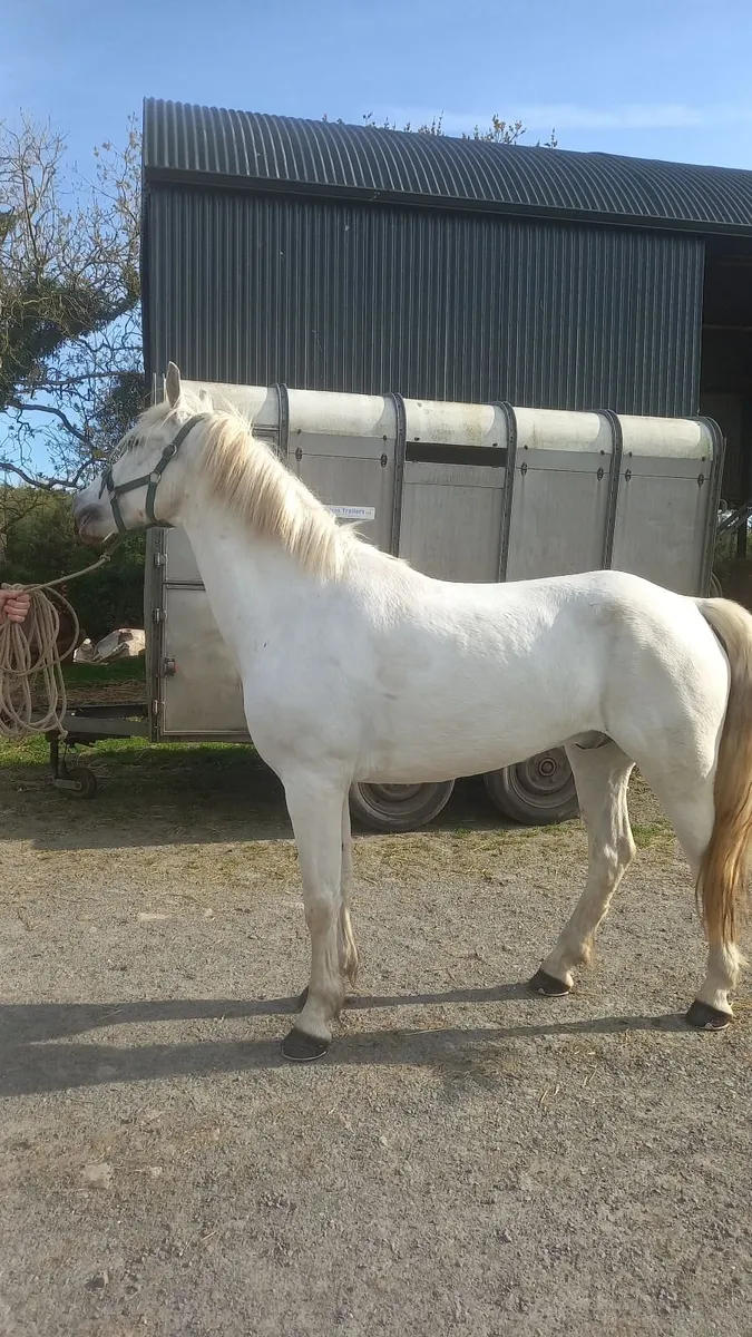 148 Grey Pony - Image 3