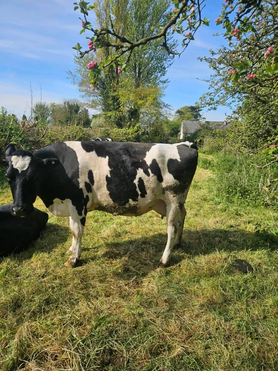 Dairy cows - Image 1