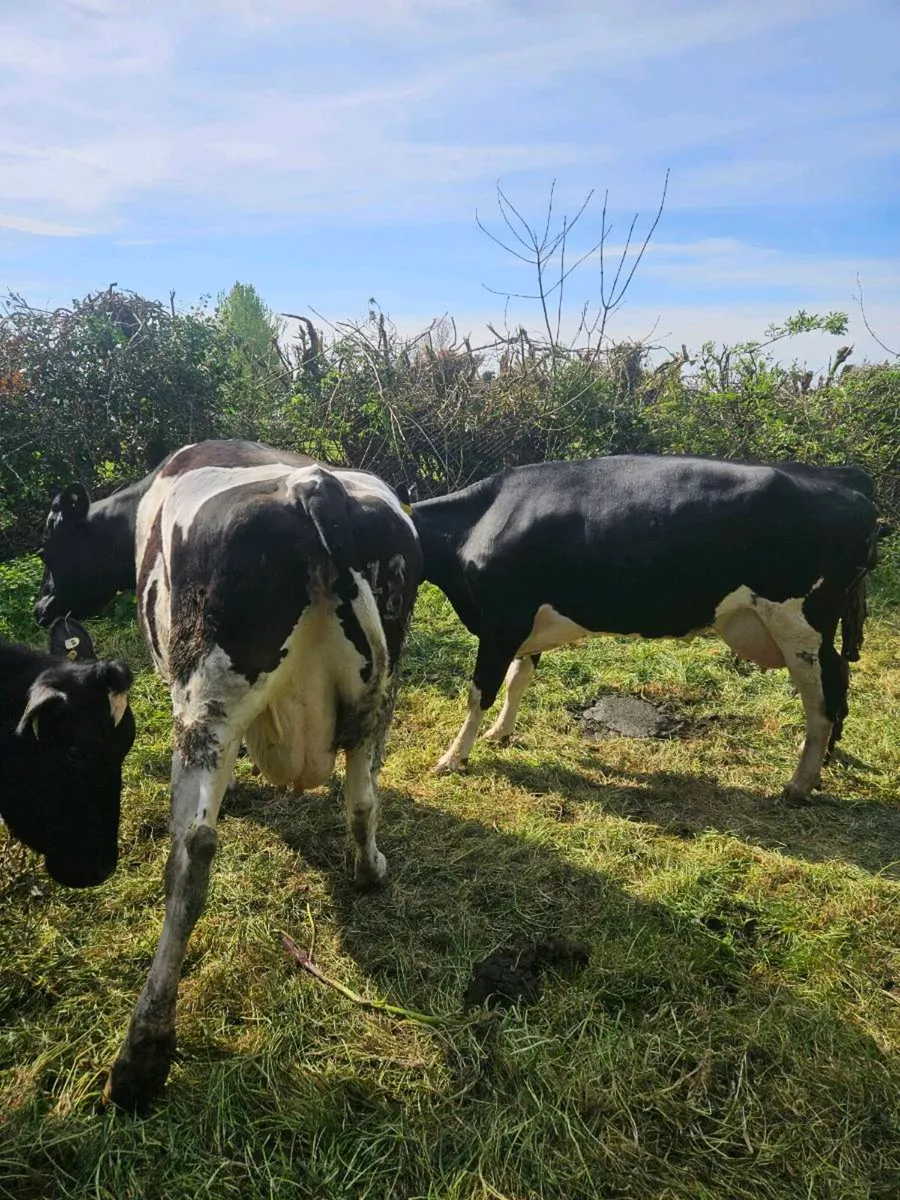Dairy cows - Image 4