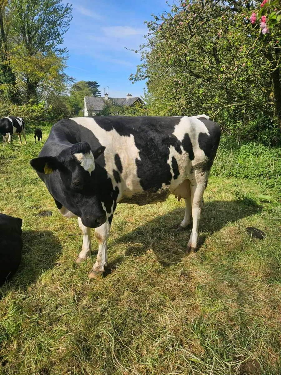 Dairy cows - Image 2