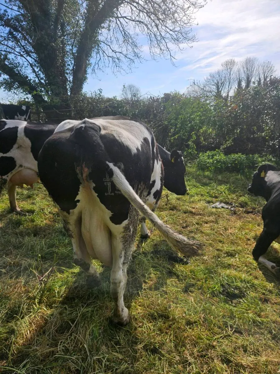 Dairy cows - Image 3