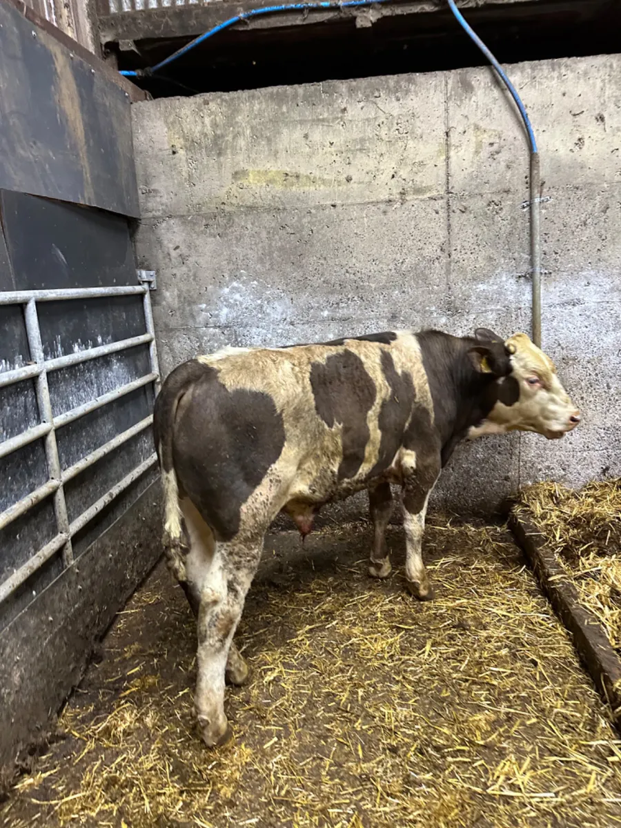 Blue and Angus bulls - Image 4