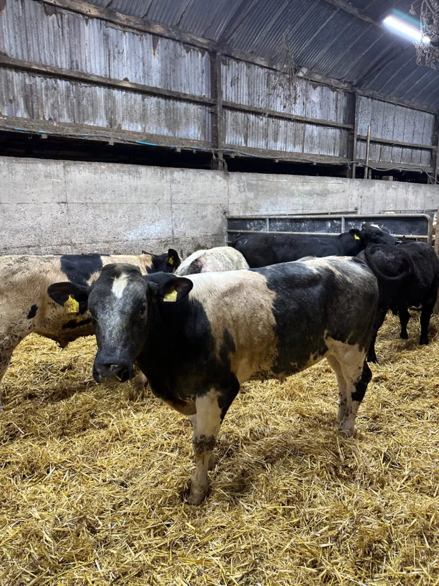 Blue and Angus bulls - Image 1