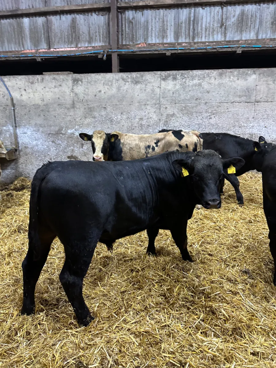 Blue and Angus bulls - Image 2