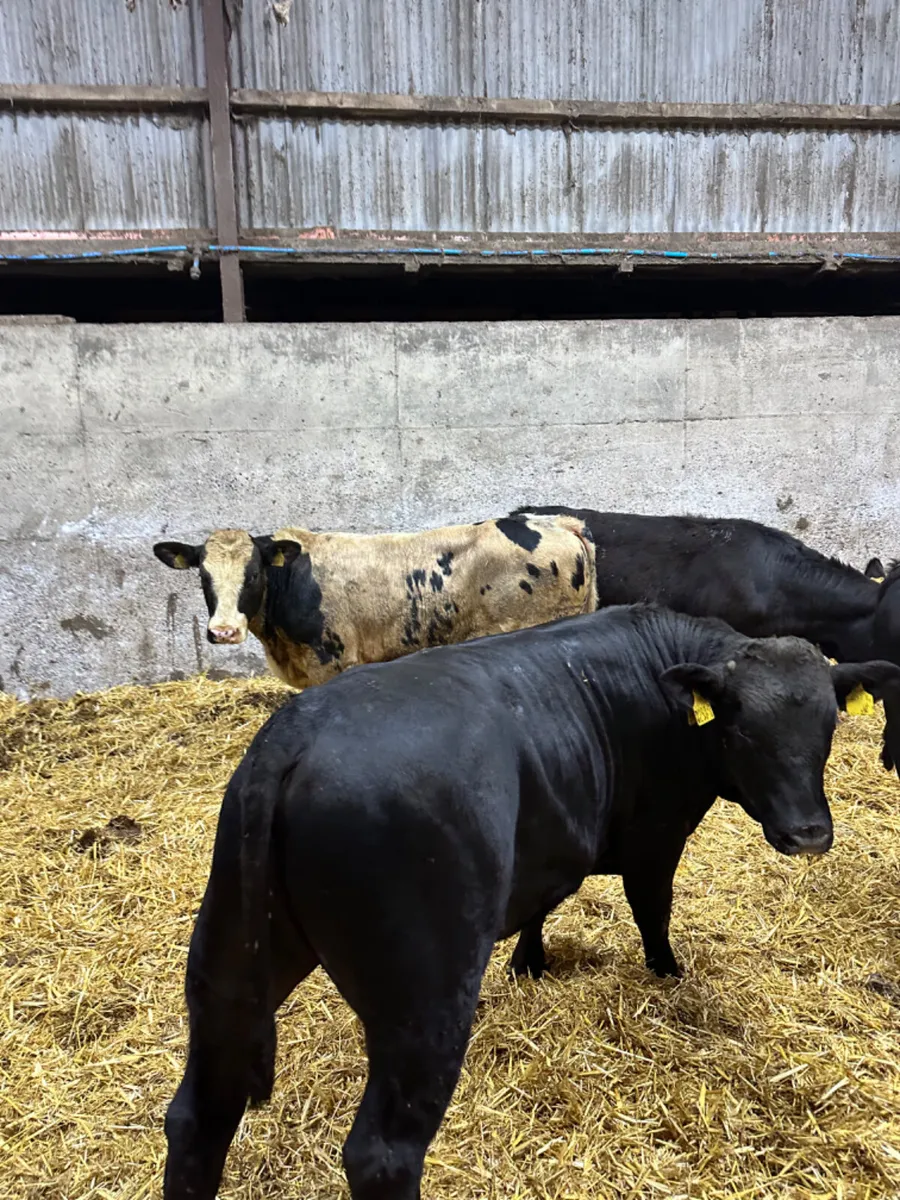 Blue and Angus bulls - Image 3