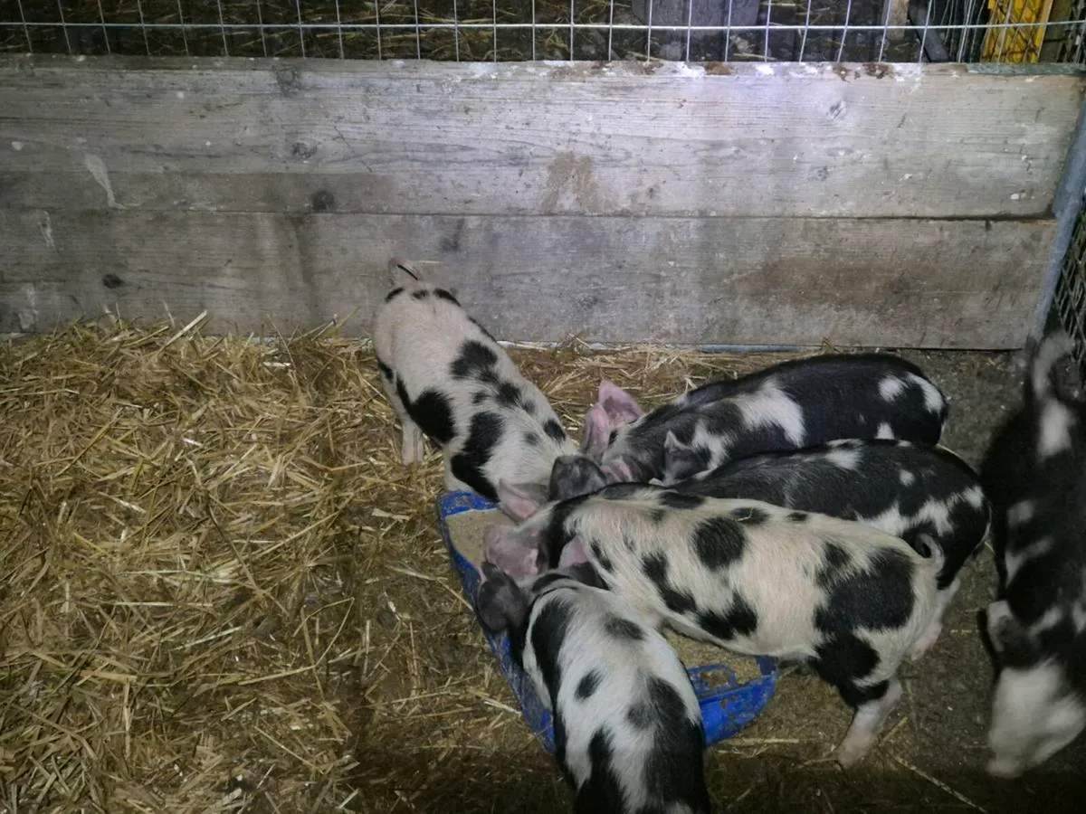 Kune Kune piglets - Image 2