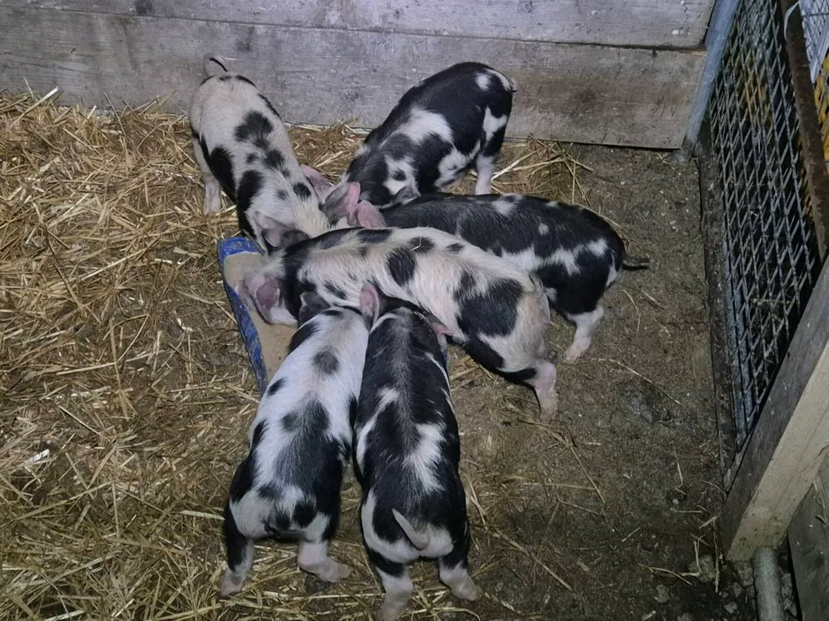 Kune Kune piglets - Image 3