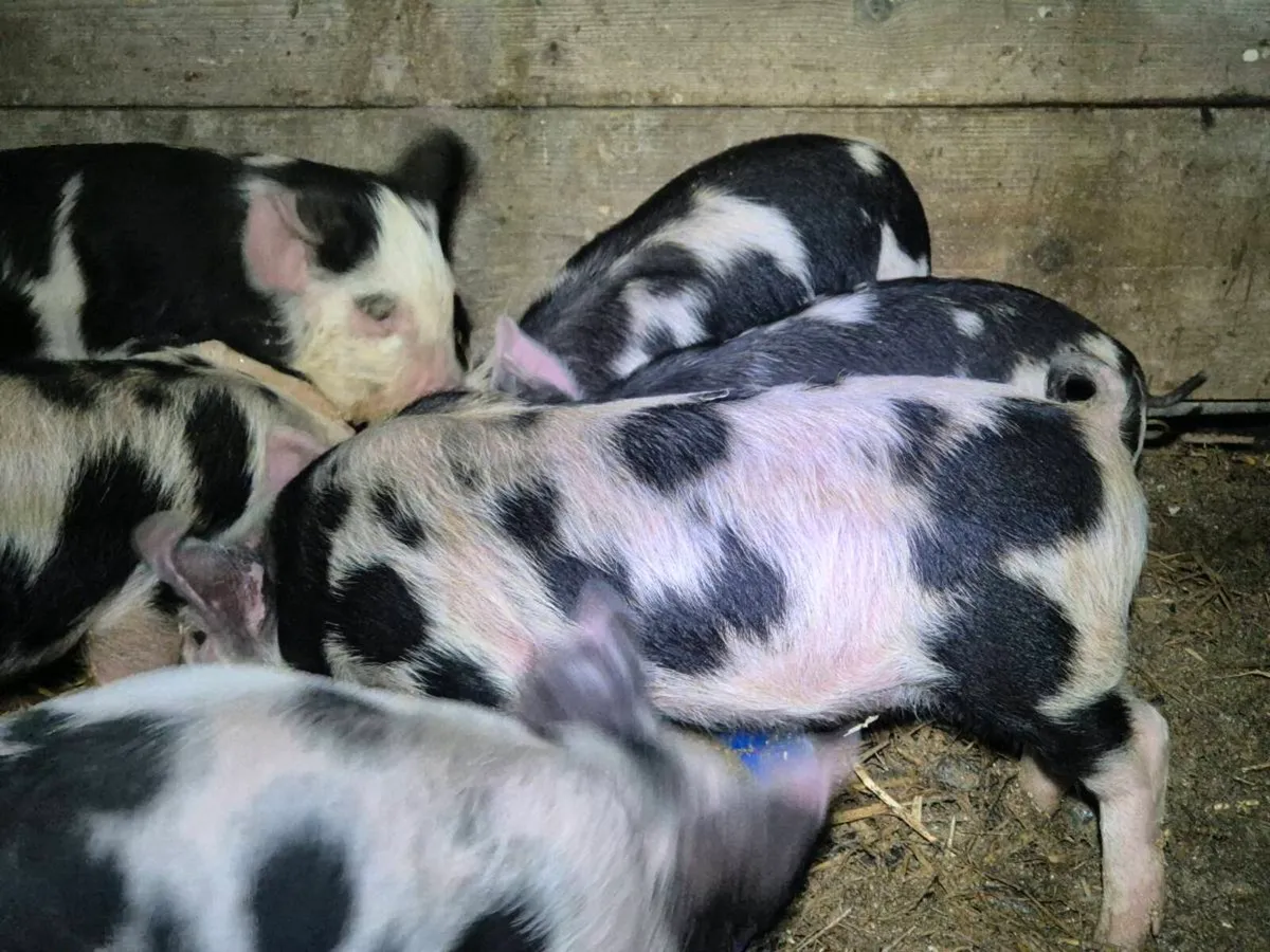 Kune Kune piglets - Image 4