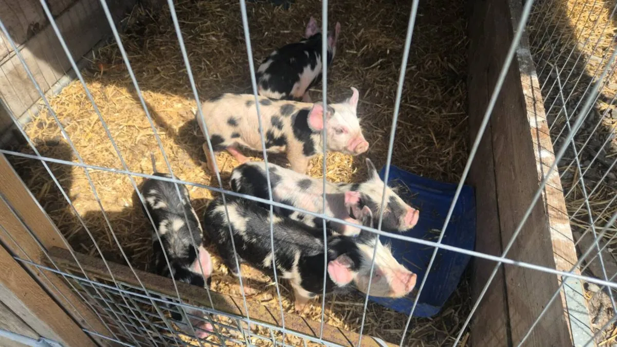 Kune Kune piglets - Image 1