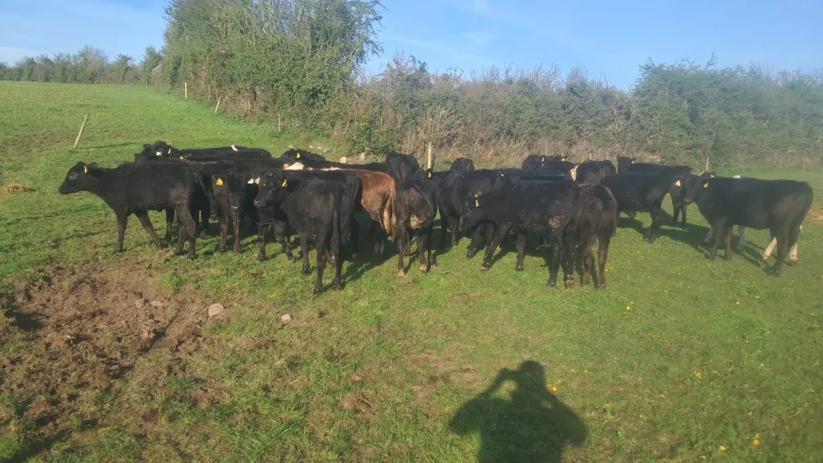 32 heifers spring 25 born - Image 3