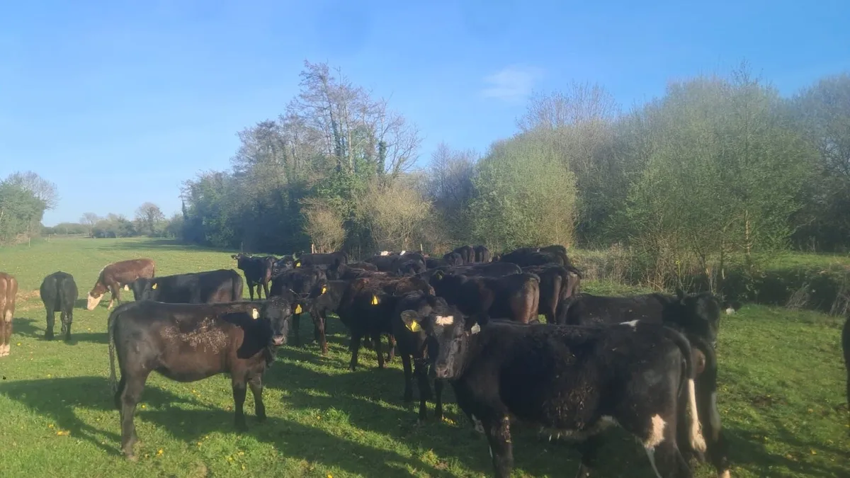 32 heifers spring 25 born - Image 4