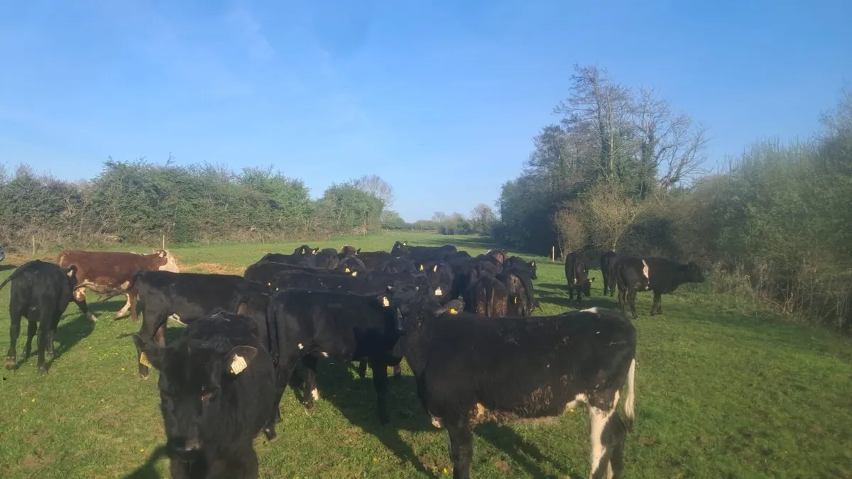 32 heifers spring 25 born - Image 1