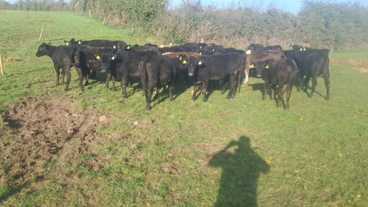 32 heifers spring 25 born - Image 2