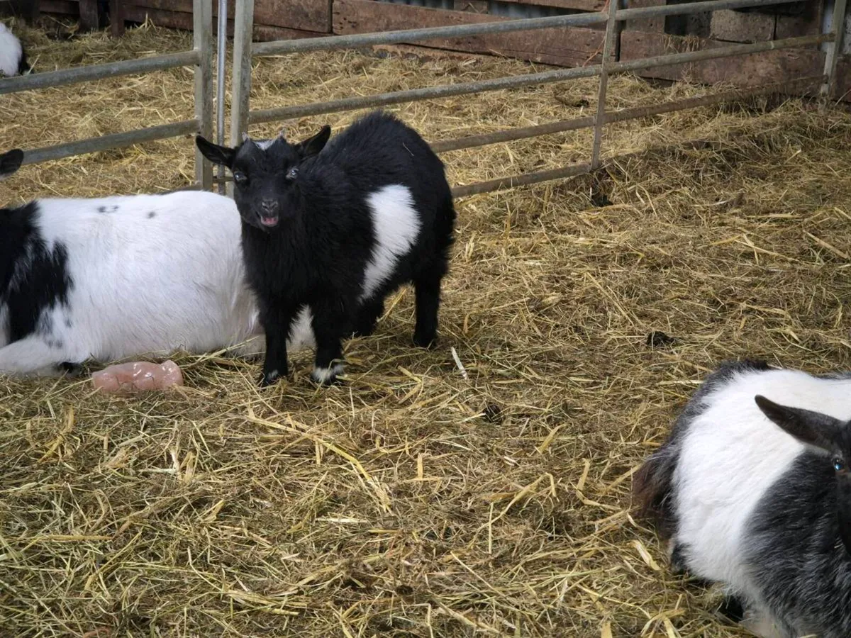 Pygmy goats  and milking goats - Image 4