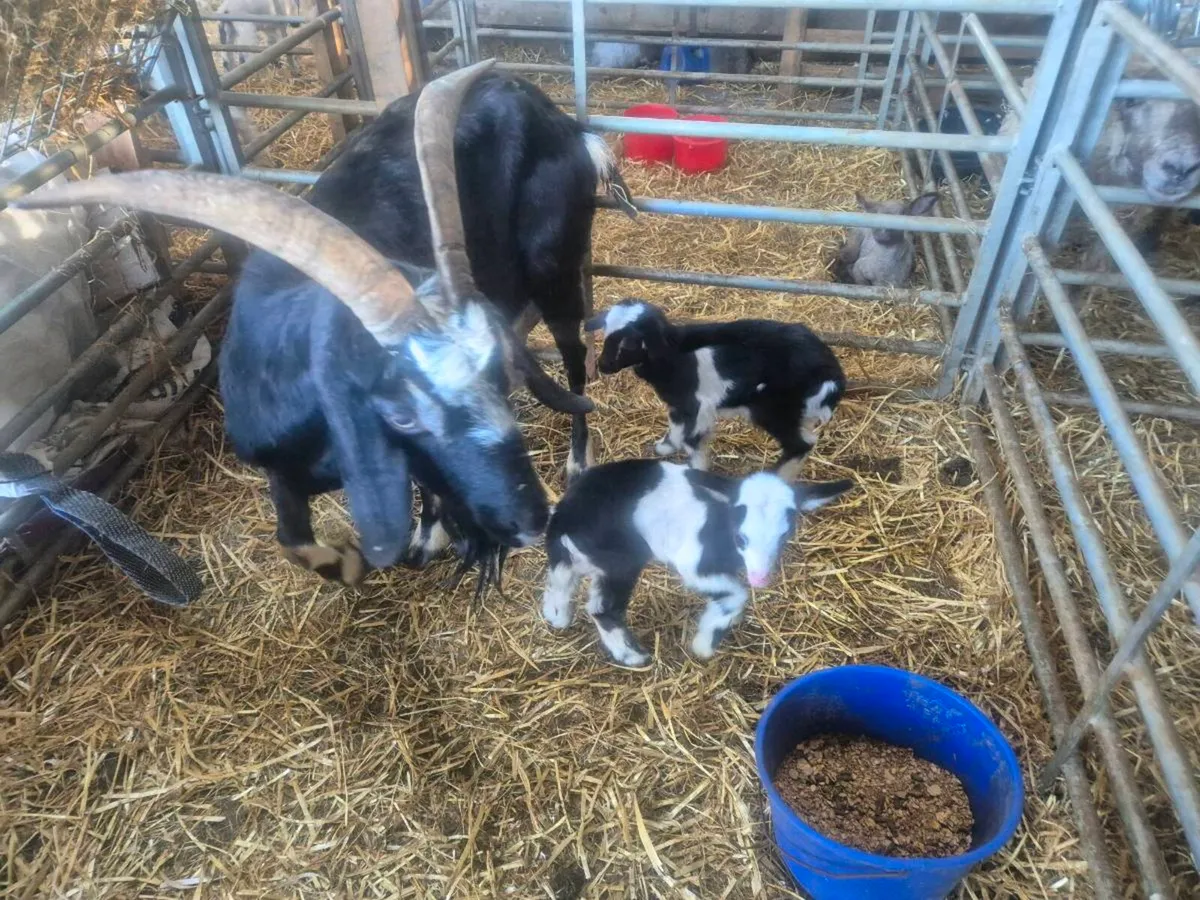Pygmy goats  and milking goats - Image 1