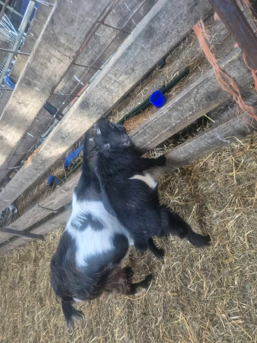 Pygmy goats  and milking goats - Image 2