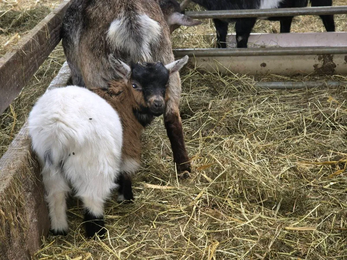 Pygmy goats  and milking goats - Image 3