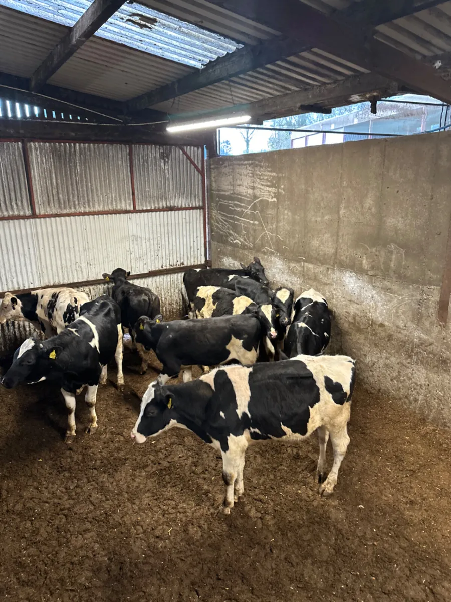 Friesian bulls - Image 1