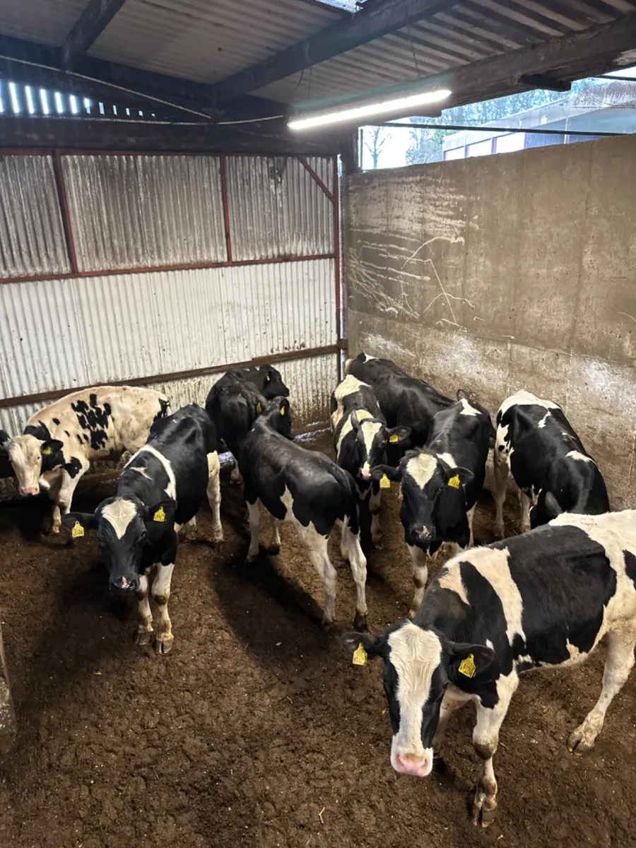 Friesian bulls - Image 3