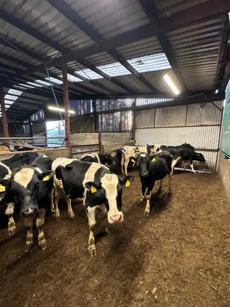 Friesian bulls - Image 2