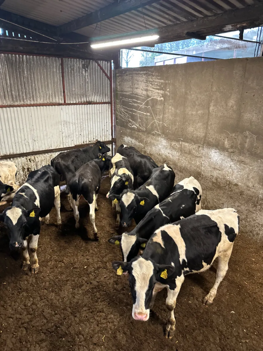 Friesian bulls - Image 4