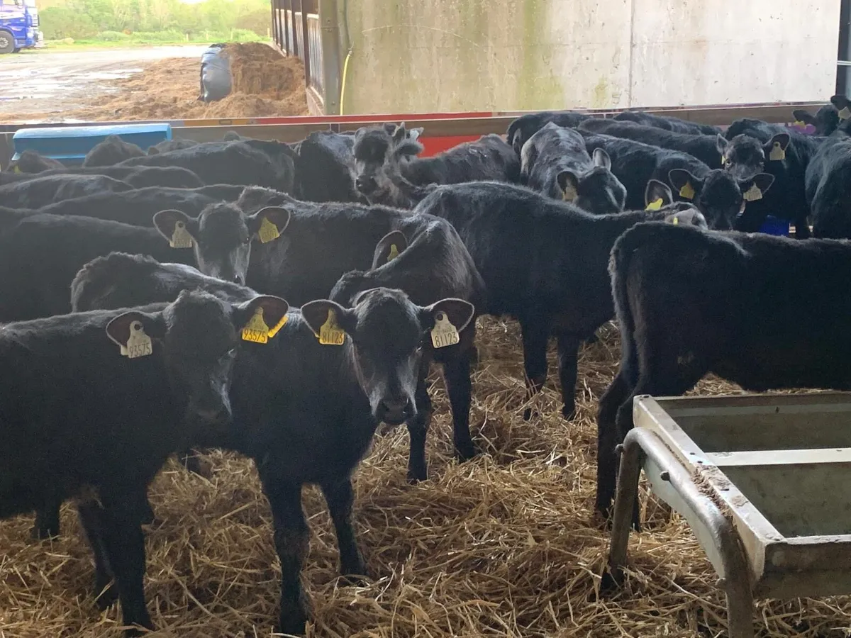 60 ANGUS AND HEREFORD - Image 1