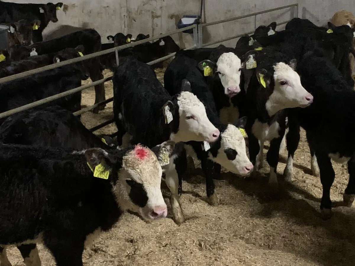 60 ANGUS AND HEREFORD - Image 2