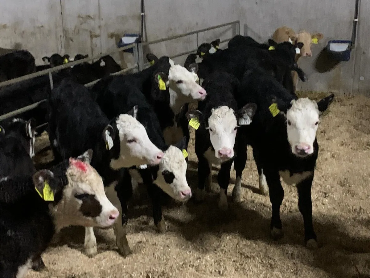 60 ANGUS AND HEREFORD - Image 3