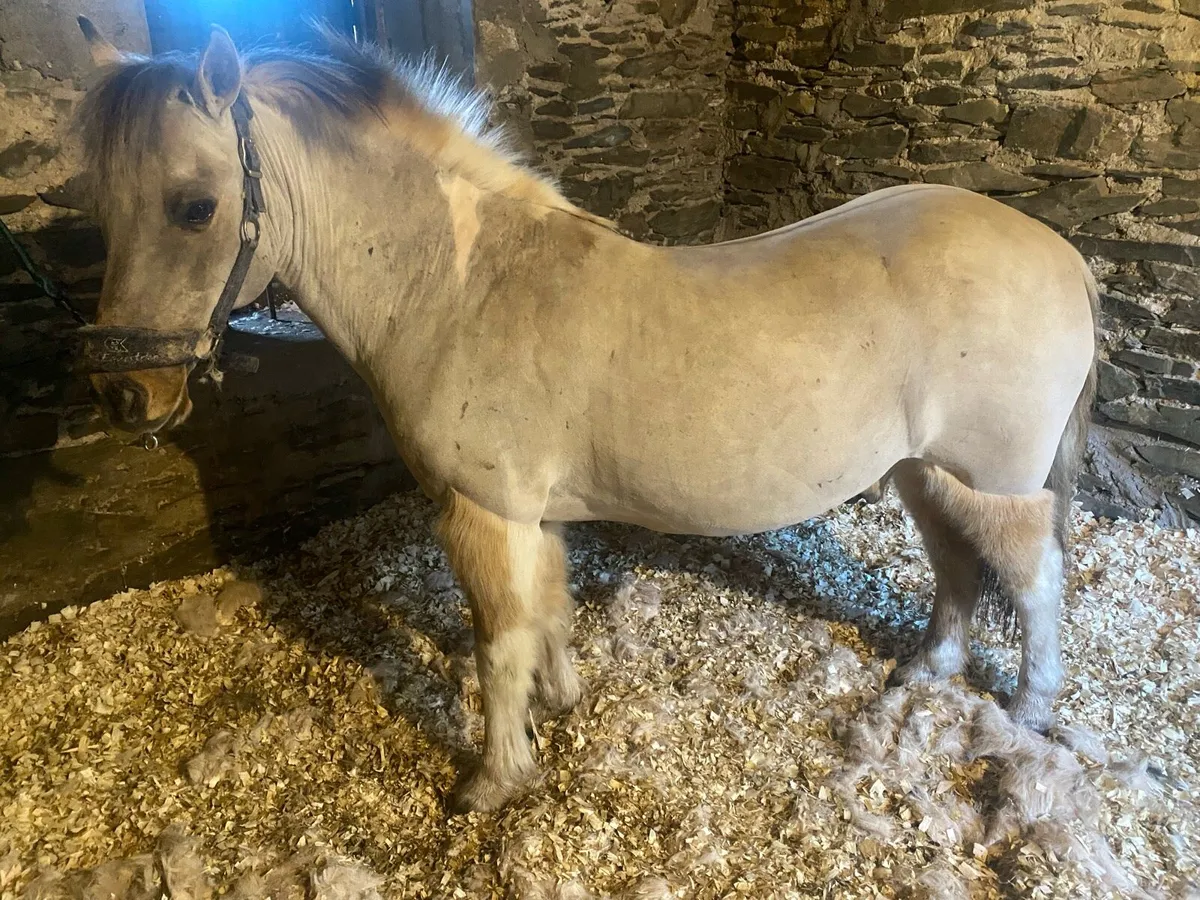 Clipping/Plaiting Service - Image 3