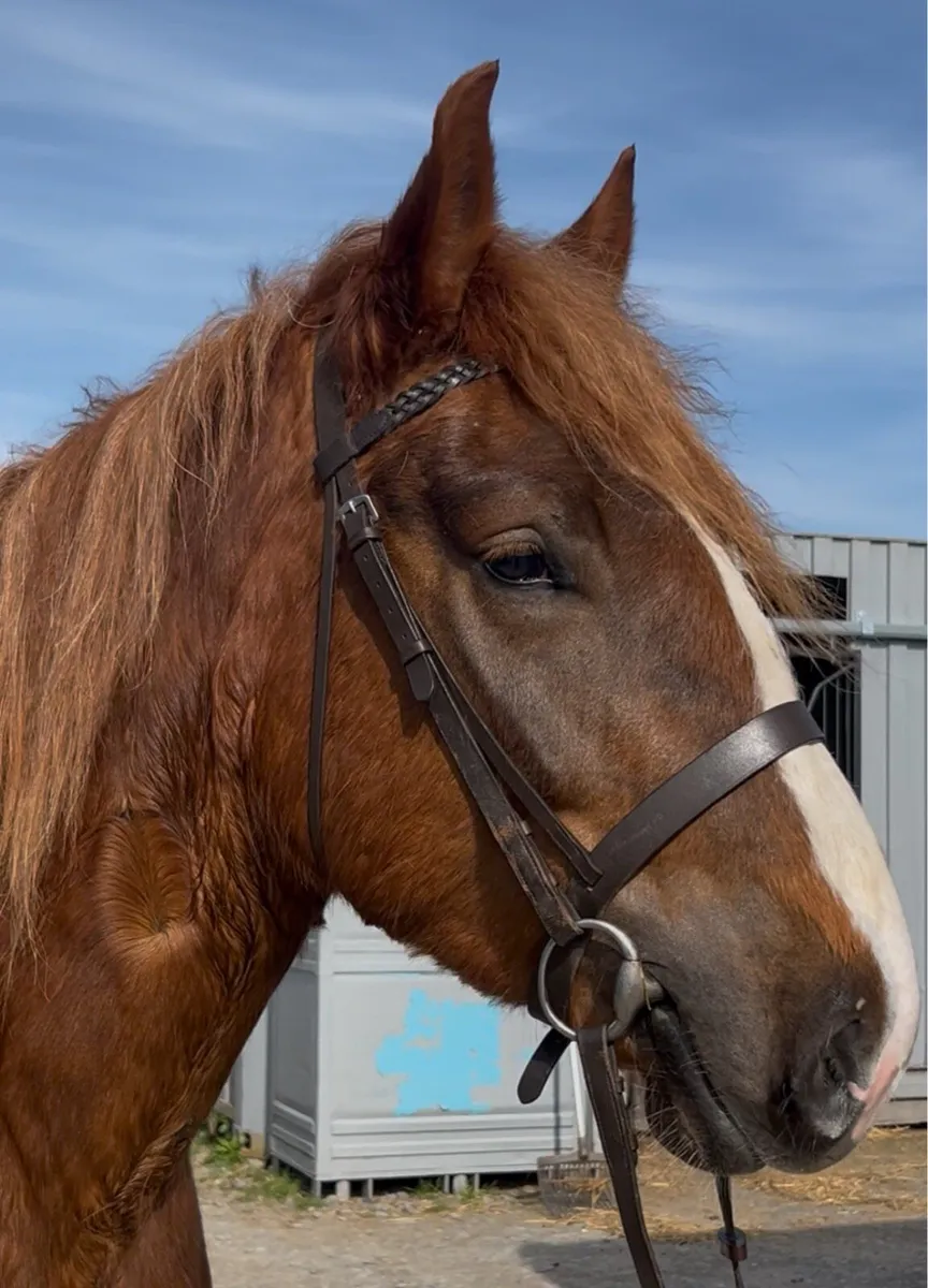 4 year old French draught mare - Image 1