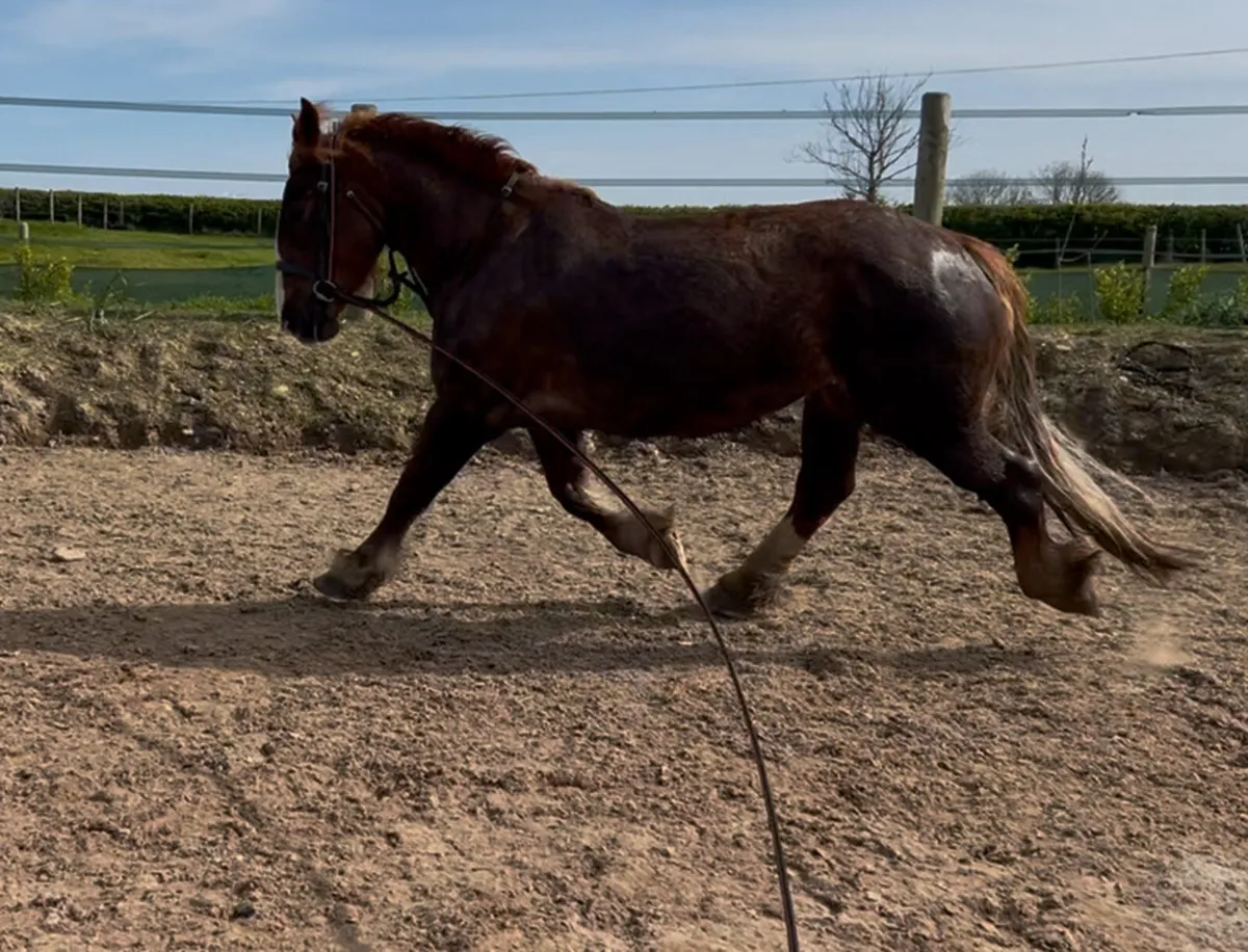 4 year old French draught mare - Image 2