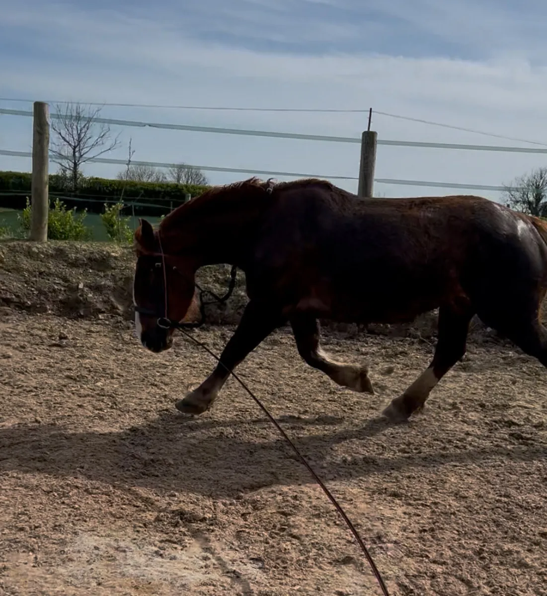4 year old French draught mare - Image 3