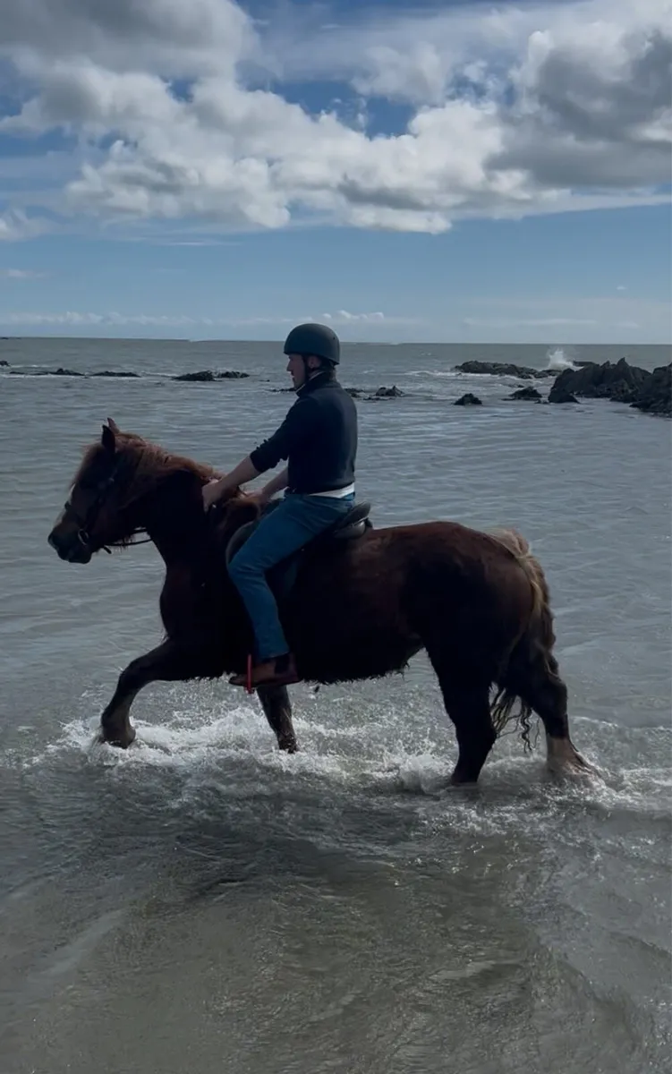 4 year old French draught mare - Image 4