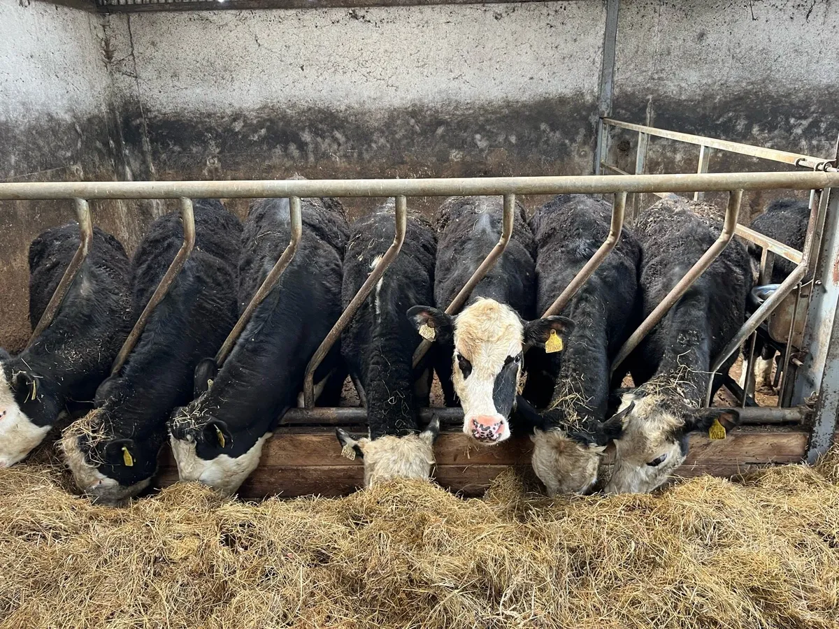 Hereford Heifers - Image 1