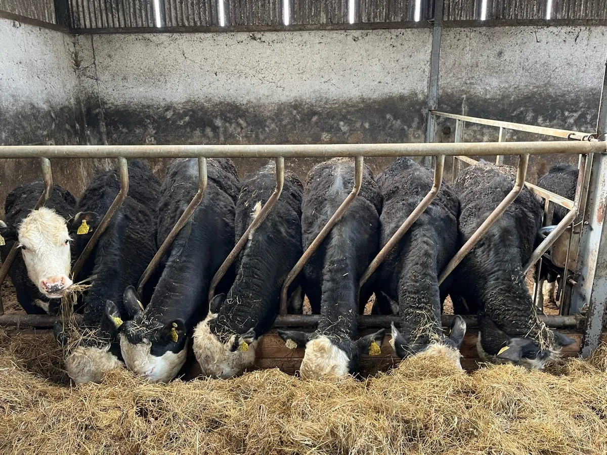 Hereford Heifers - Image 2