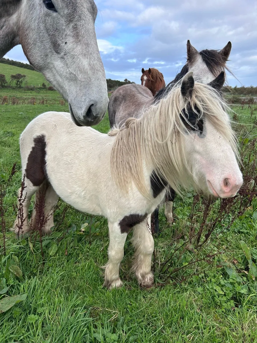 Small cob youngstolk - Image 1