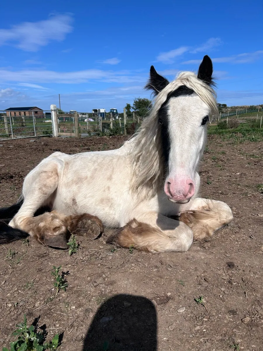 Small cob youngstolk - Image 2