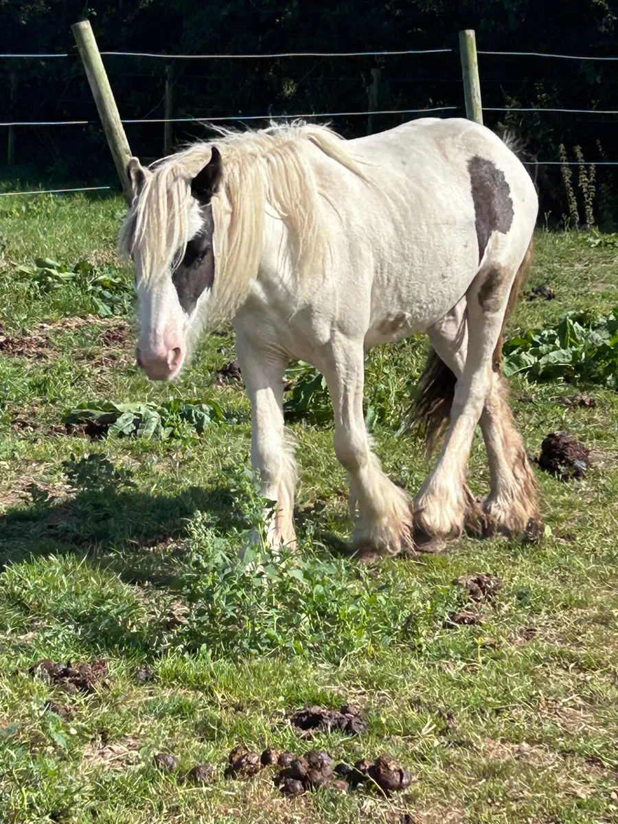 Small cob youngstolk - Image 3