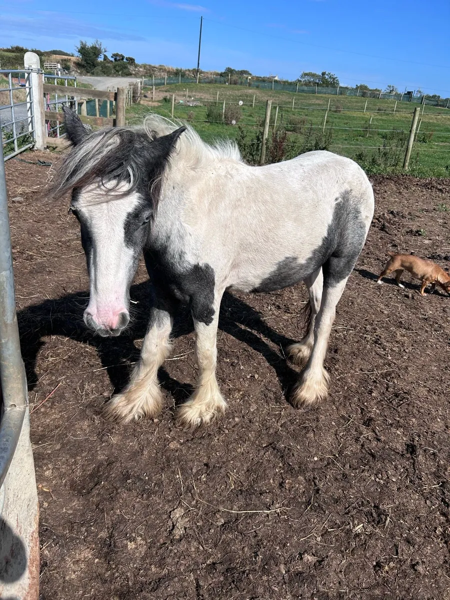 Small cob youngstolk - Image 4